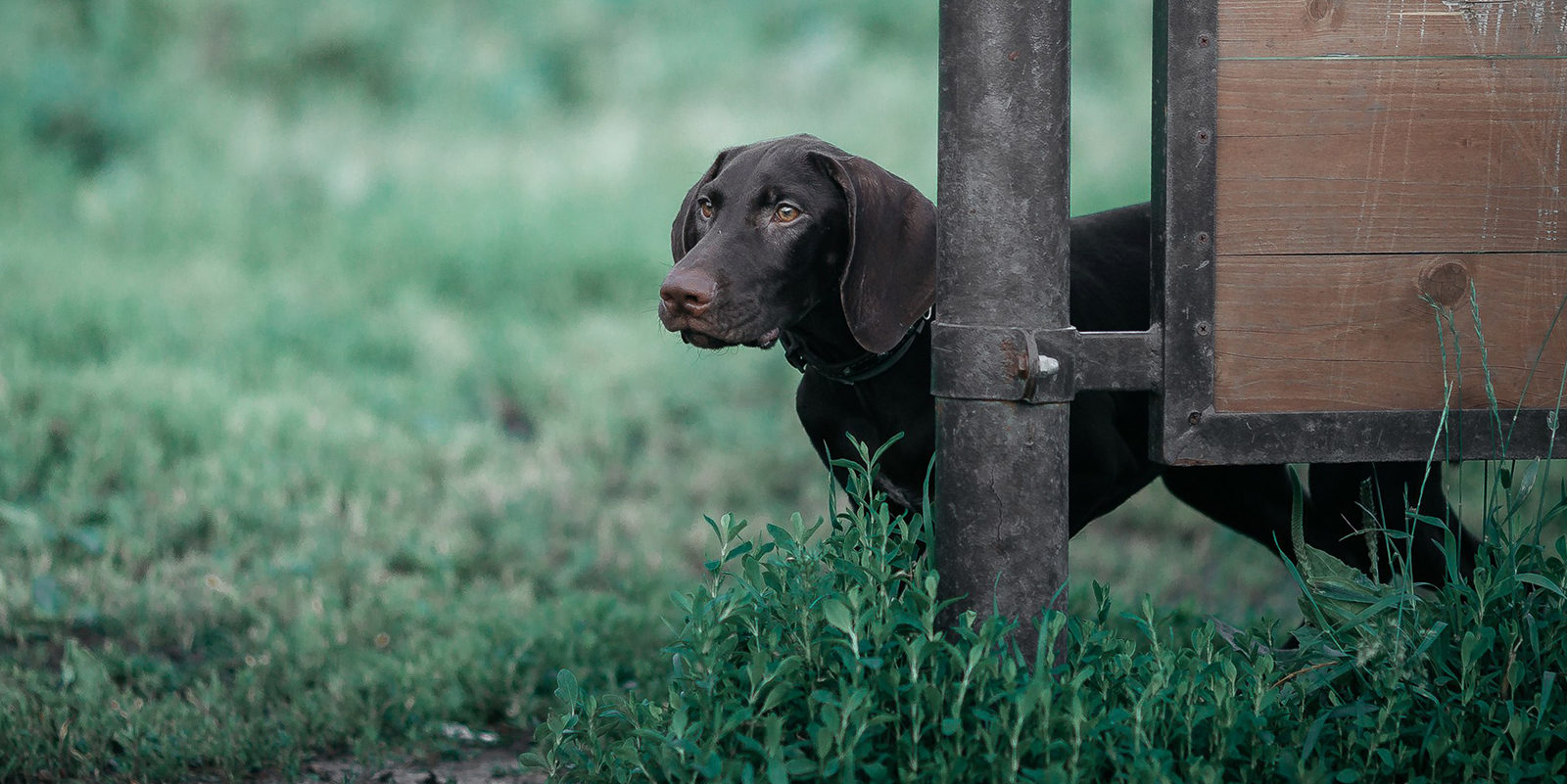 Вакцинация домашних животных против бешенства в Солнцеве – события на сайте «Московские Сезоны»