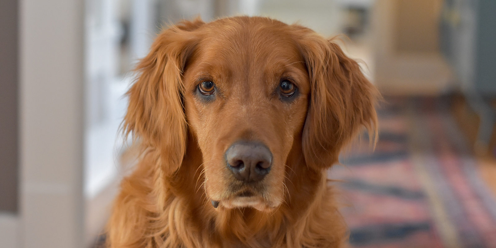 Вакцинация домашних животных против бешенства на проспекте Вернадского – события на сайте «Московские Сезоны»