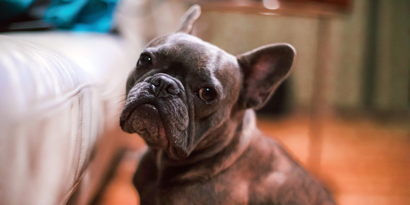 Вакцинация домашних питомцев против бешенства в Марьиной Роще – события на сайте «Московские Сезоны»