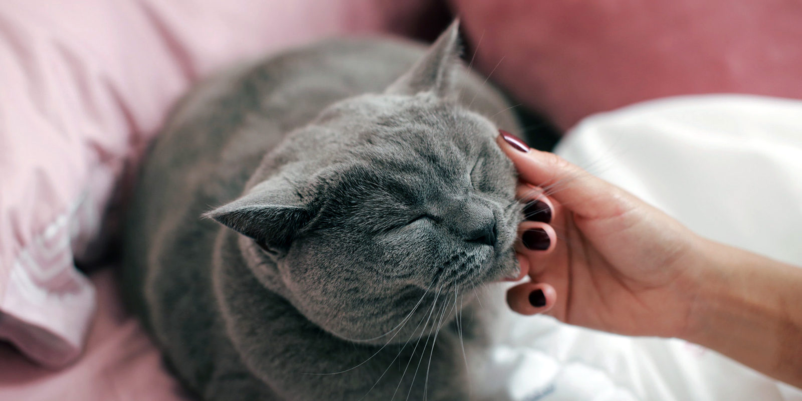 Вакцинация домашних животных против бешенства в Лианозове – события на сайте «Московские Сезоны»