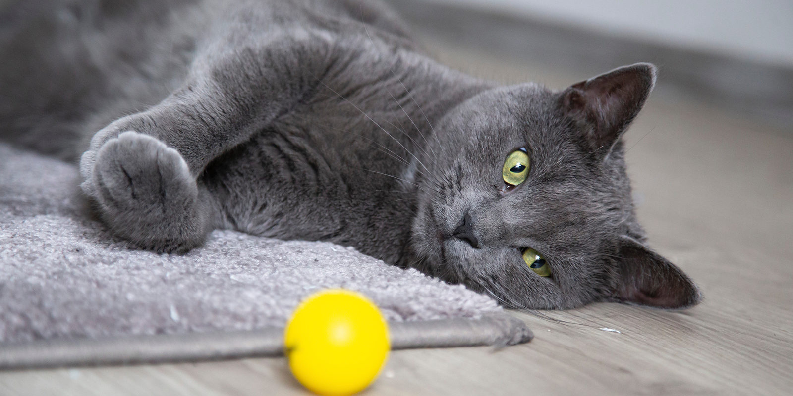 Вакцинация домашних животных против бешенства в Коптеве – события на сайте «Московские Сезоны»