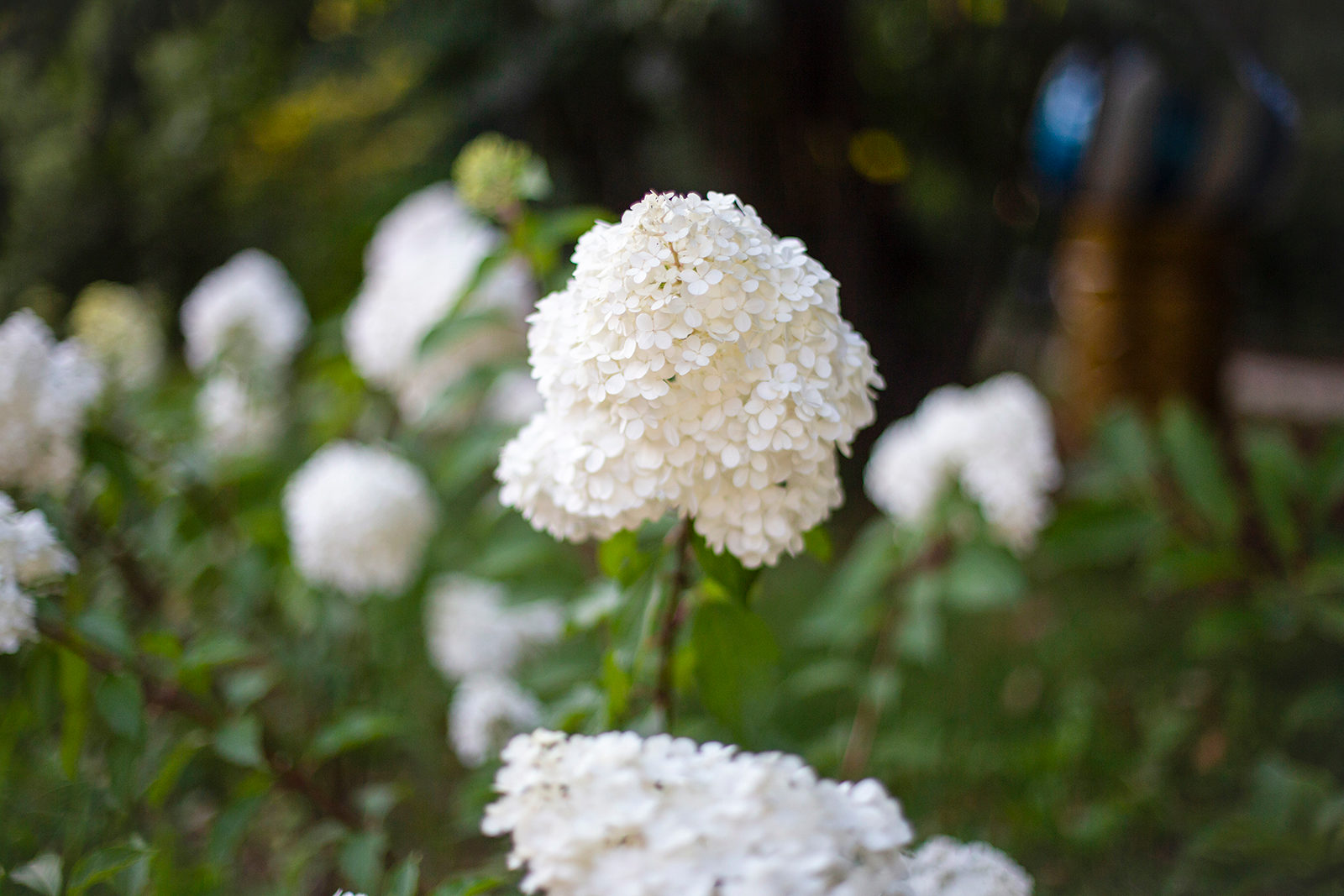 Выставка комнатных растений в Биологическом музее имени К.А. Тимирязева – события на сайте «Московские Сезоны»