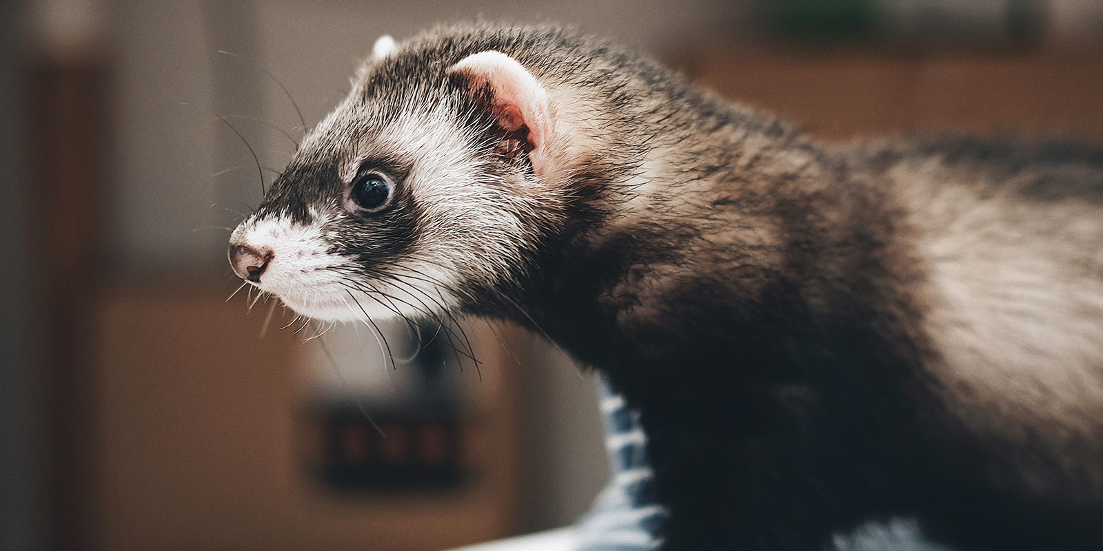Вакцинация домашних животных против бешенства в Головинском – события на сайте «Московские Сезоны»