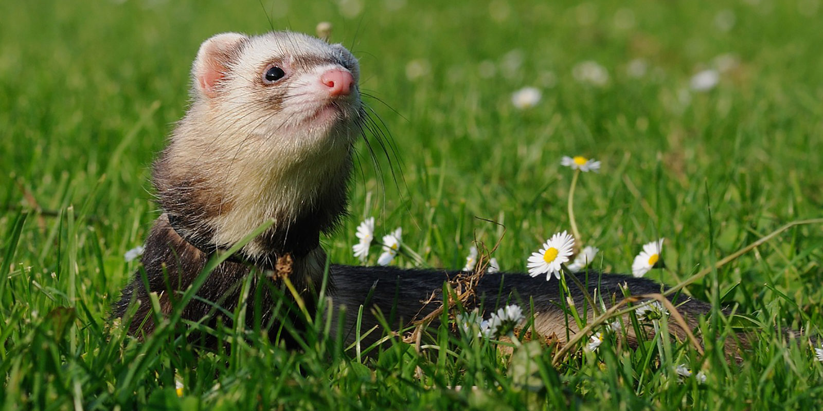 Вакцинация домашних животных против бешенства в Орехово-Борисове Северном – события на сайте «Московские Сезоны»