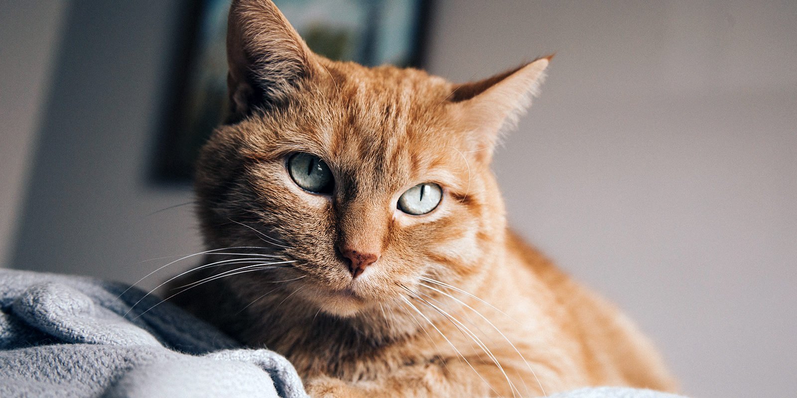Вакцинация домашних питомцев против бешенства в Кузьминках – события на сайте «Московские Сезоны»
