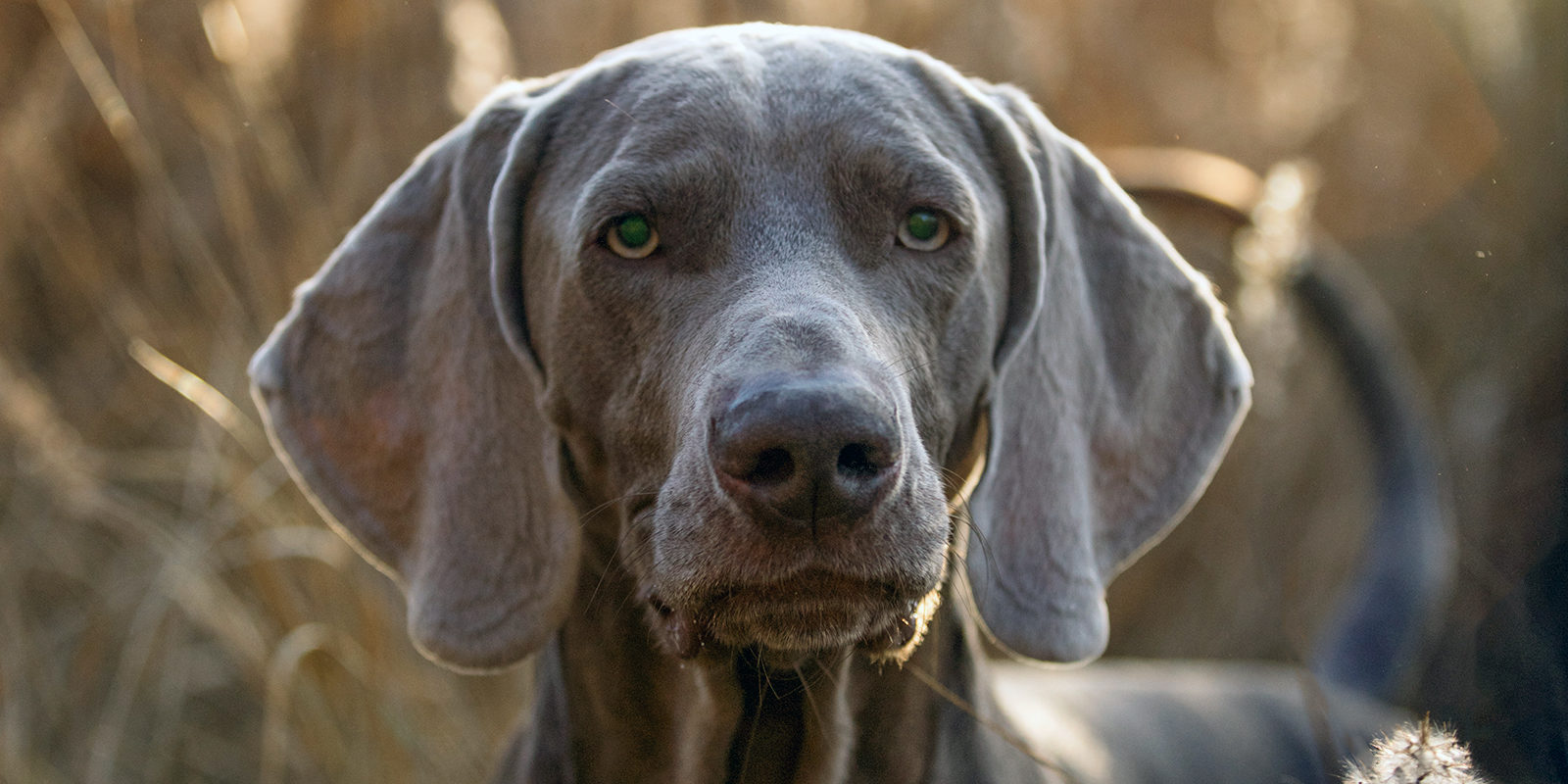 Вакцинация домашних животных против бешенства в Марьине – события на сайте «Московские Сезоны»