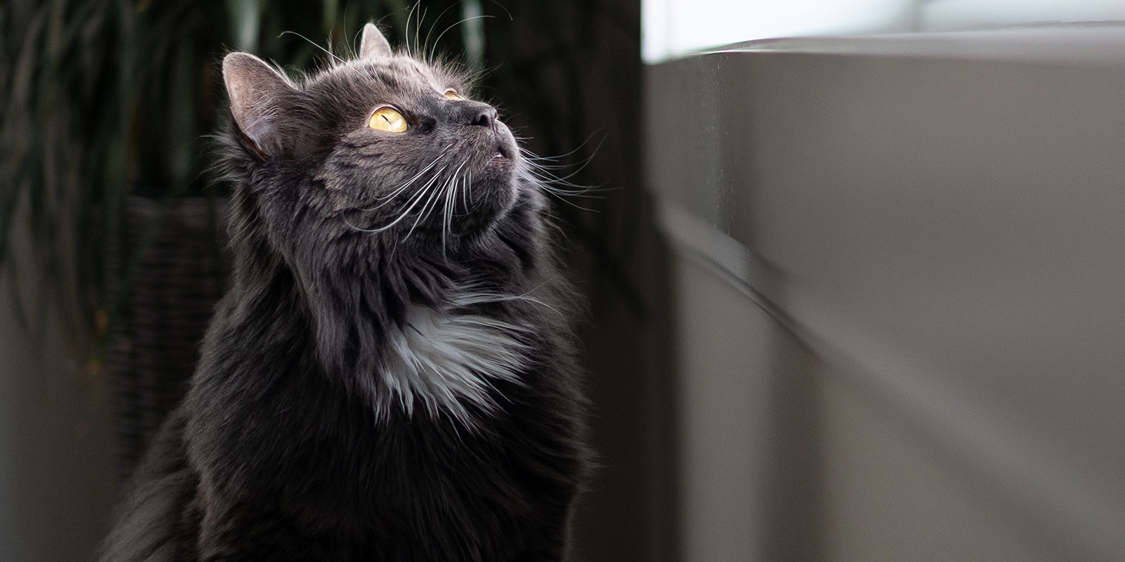 Вакцинация домашних животных против бешенства в Басманном районе – события на сайте «Московские Сезоны»