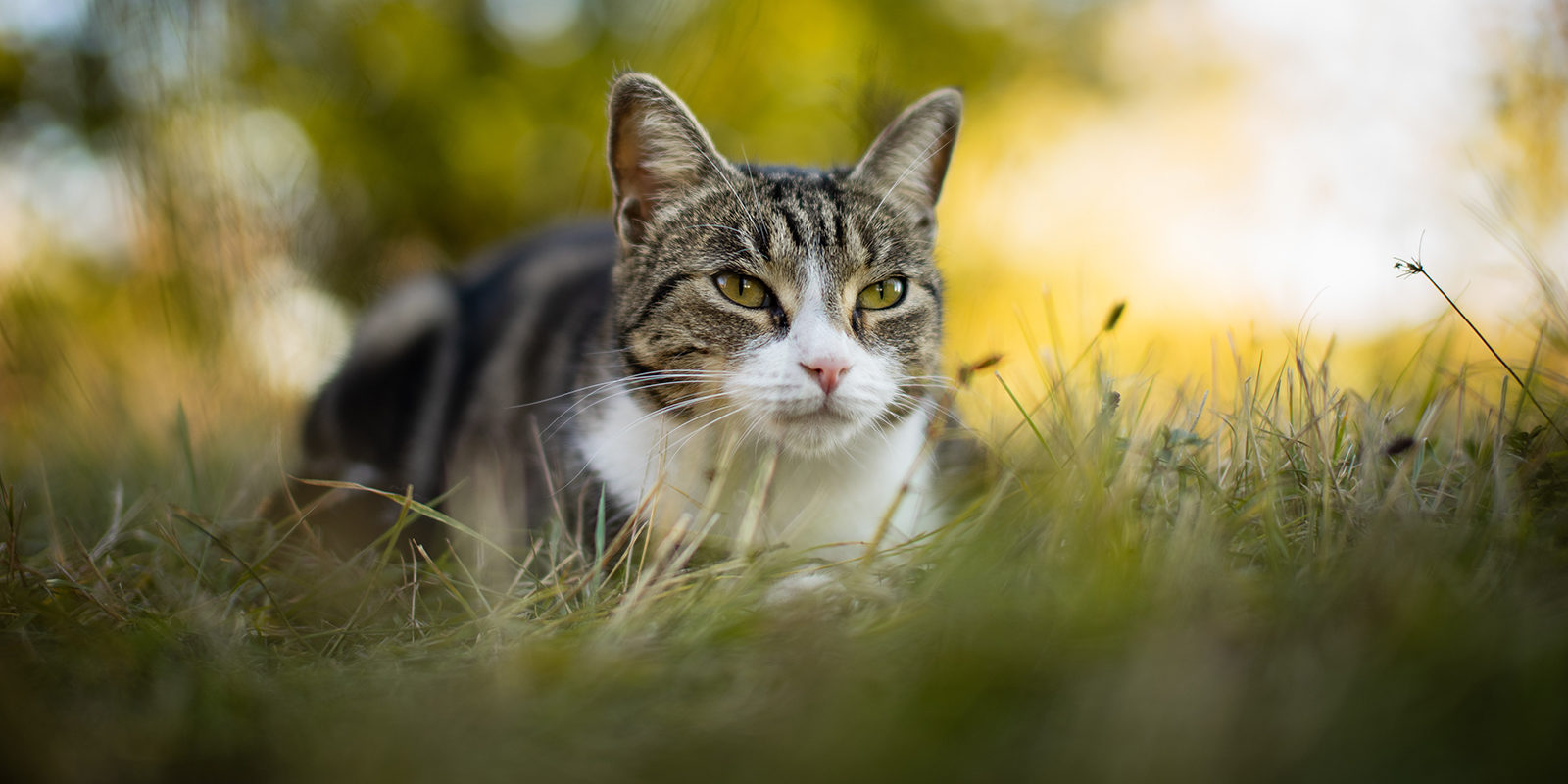 Вакцинация домашних животных против бешенства в деревне Хмырово – события на сайте «Московские Сезоны»