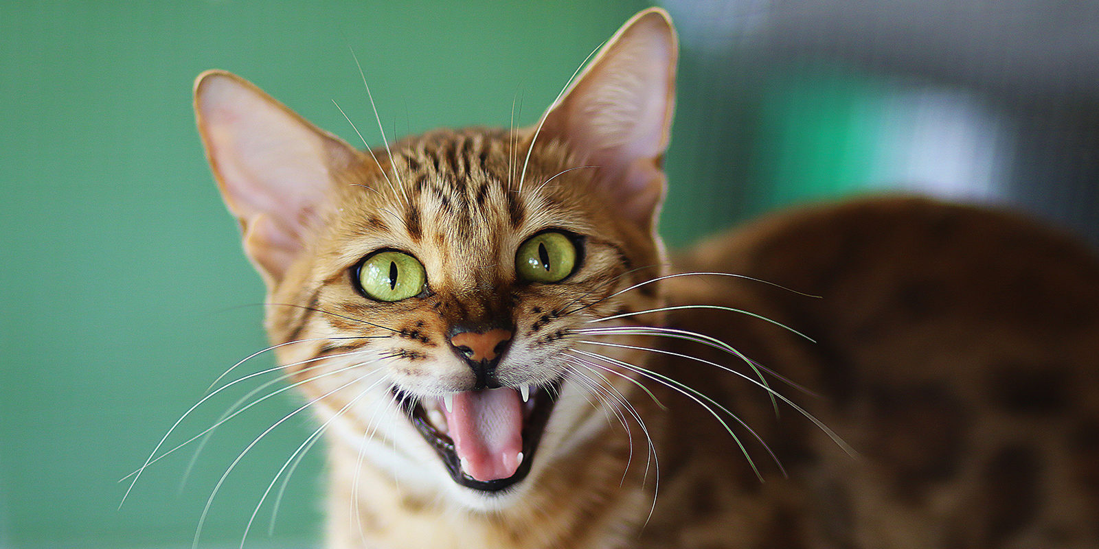 Вакцинация домашних животных против бешенства в Восточном – события на сайте «Московские Сезоны»