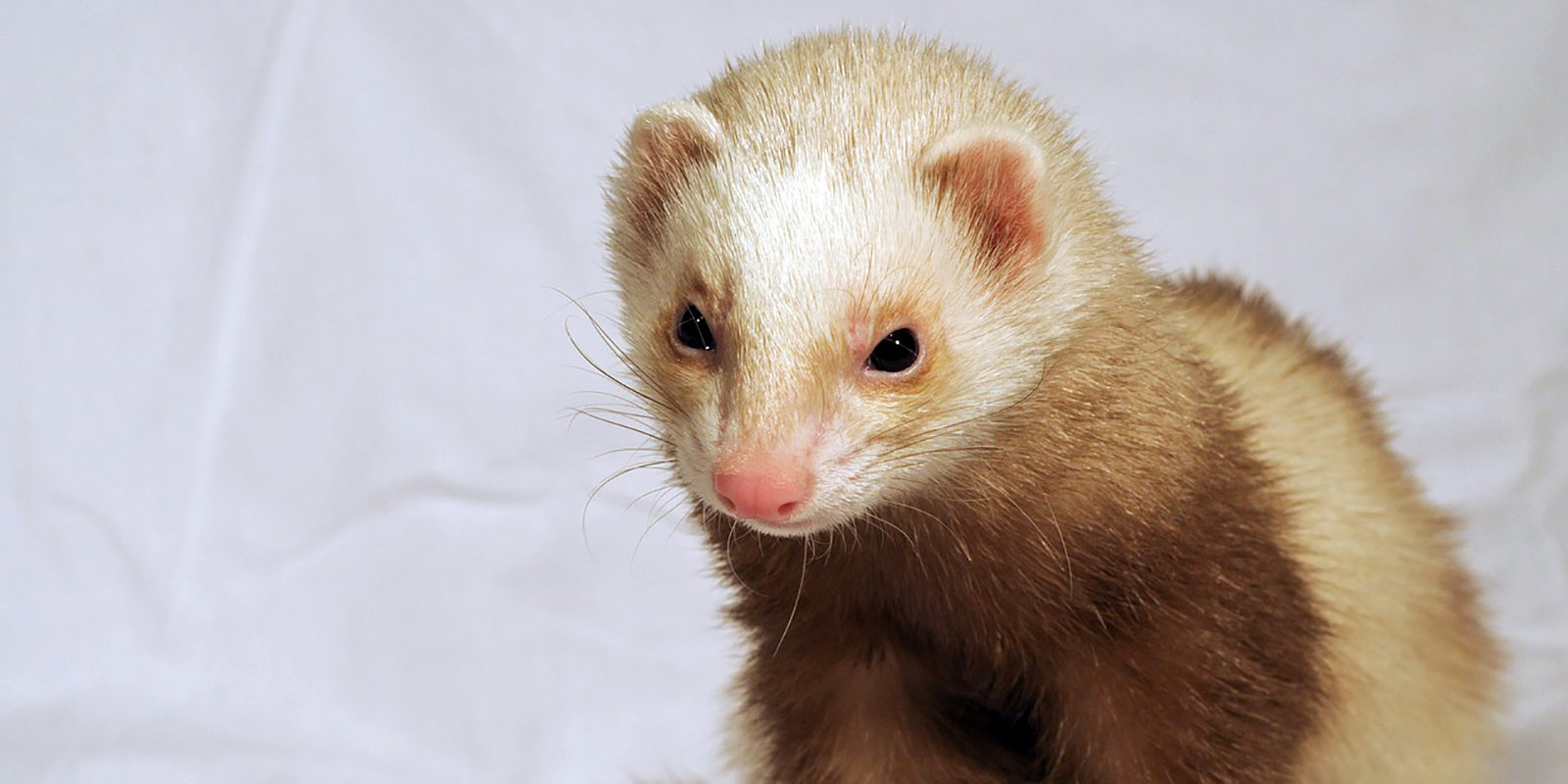 Вакцинация домашних животных против бешенства в Северном Тушине – события на сайте «Московские Сезоны»