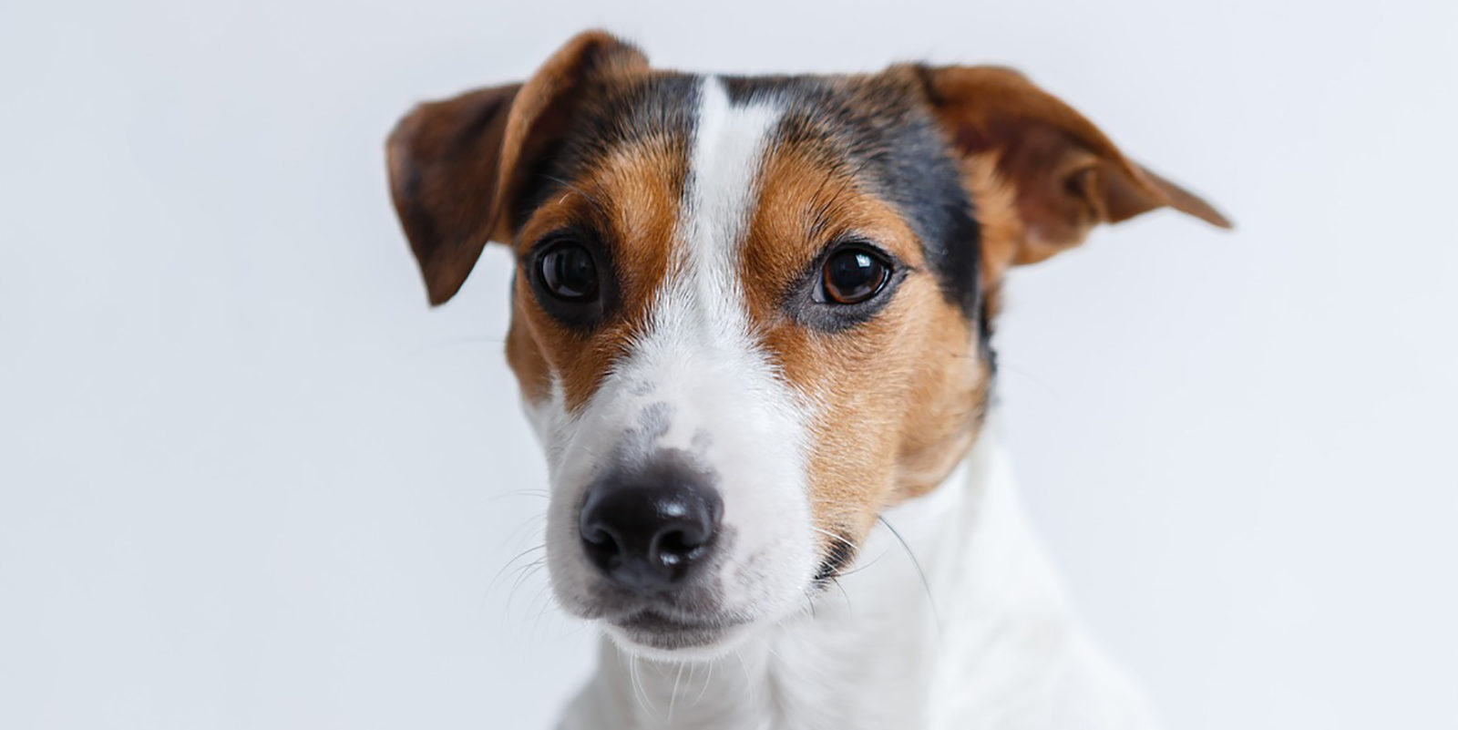 Вакцинация домашних животных против бешенства в Митине – события на сайте «Московские Сезоны»