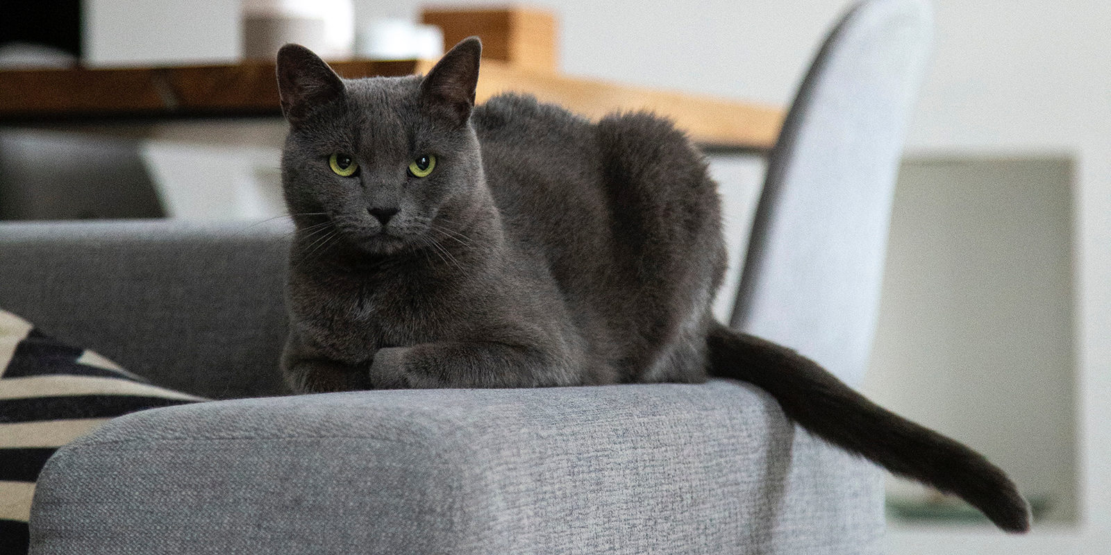 Вакцинация домашних питомцев против бешенства в Силине – события на сайте «Московские Сезоны»