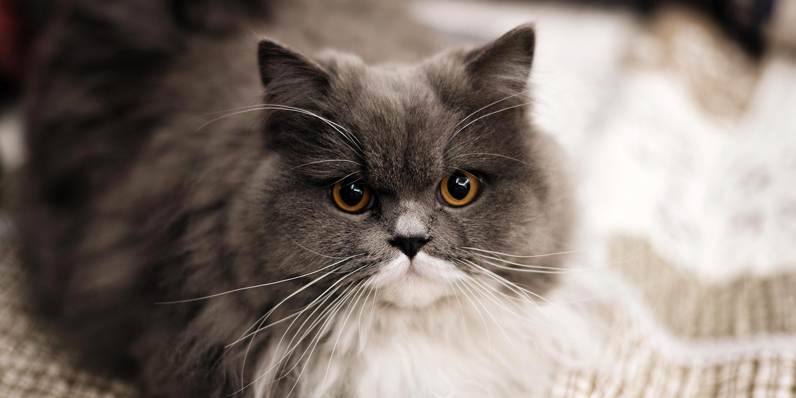 Вакцинация домашних животных против бешенства в Якиманке – события на сайте «Московские Сезоны»