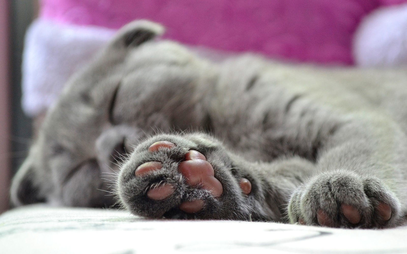 Вакцинация домашних животных против бешенства в деревне Лапшинке – события на сайте «Московские Сезоны»