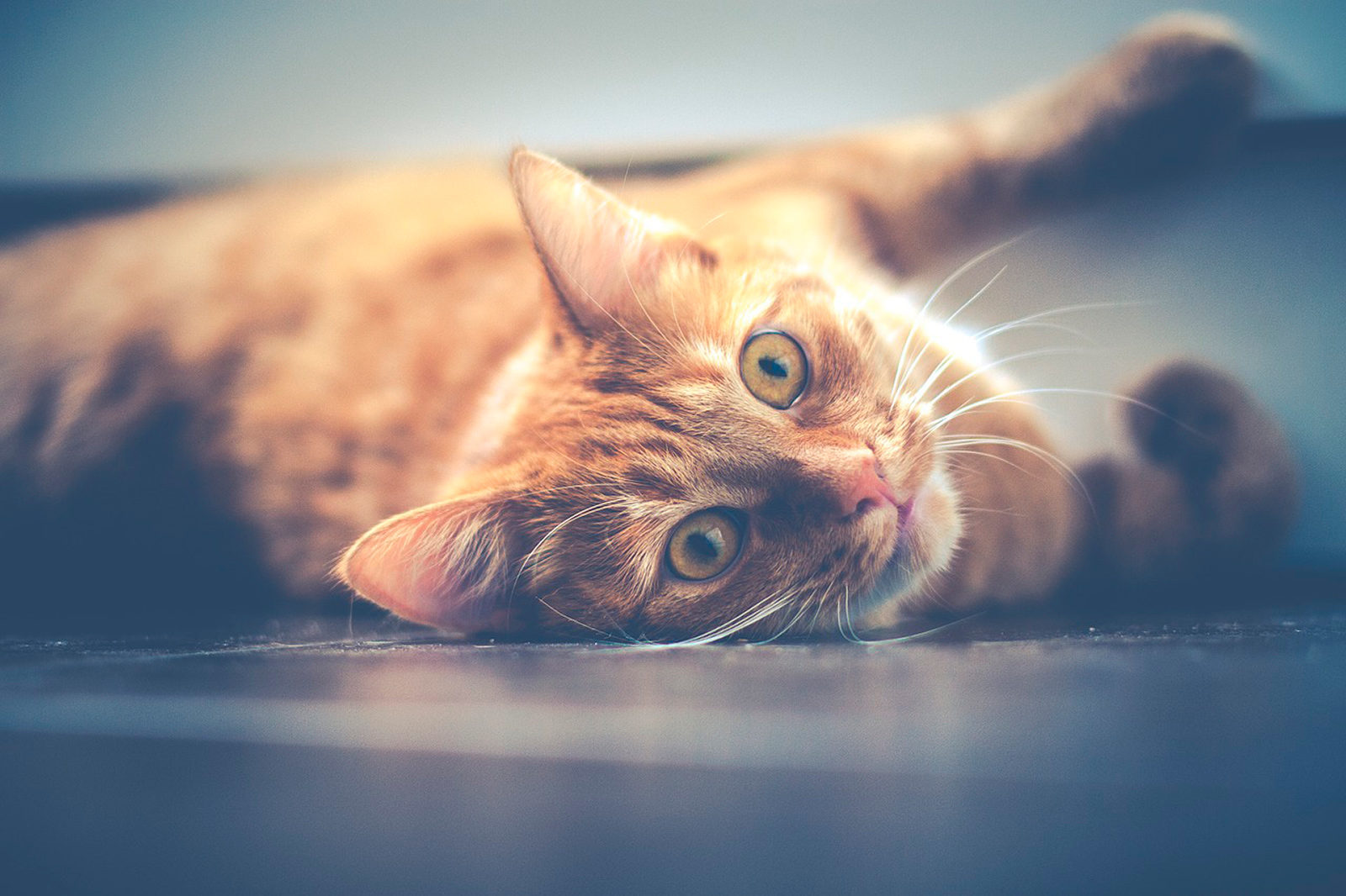 Лекция для владельцев животных в Вешняках – события на сайте «Московские Сезоны»