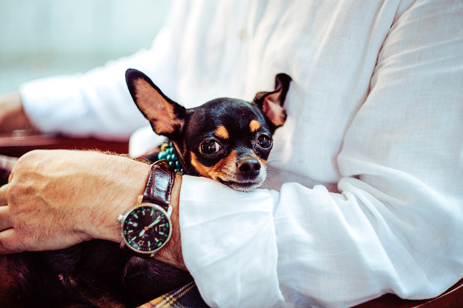 Вакцинация домашних животных против бешенства в СНТ «Яковлево» – события на сайте «Московские Сезоны»