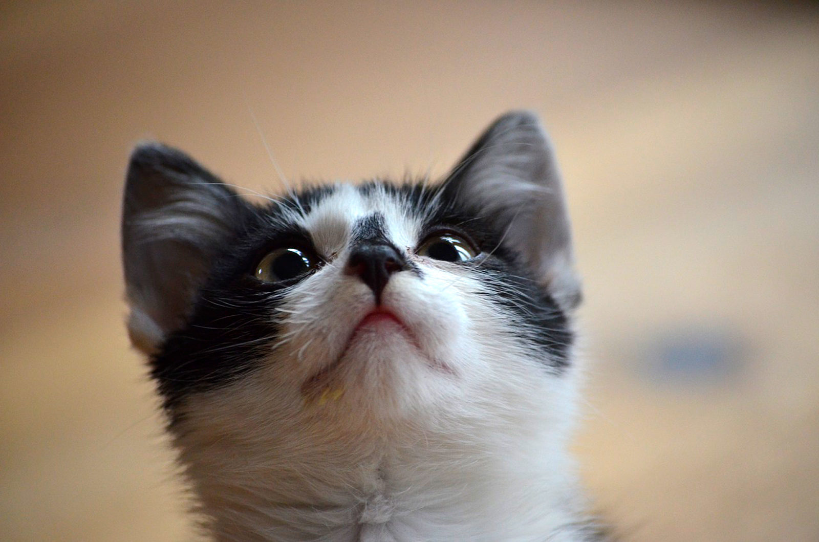 Вакцинация домашних животных против бешенства в СНТ «Победа — 50 лет» – события на сайте «Московские Сезоны»