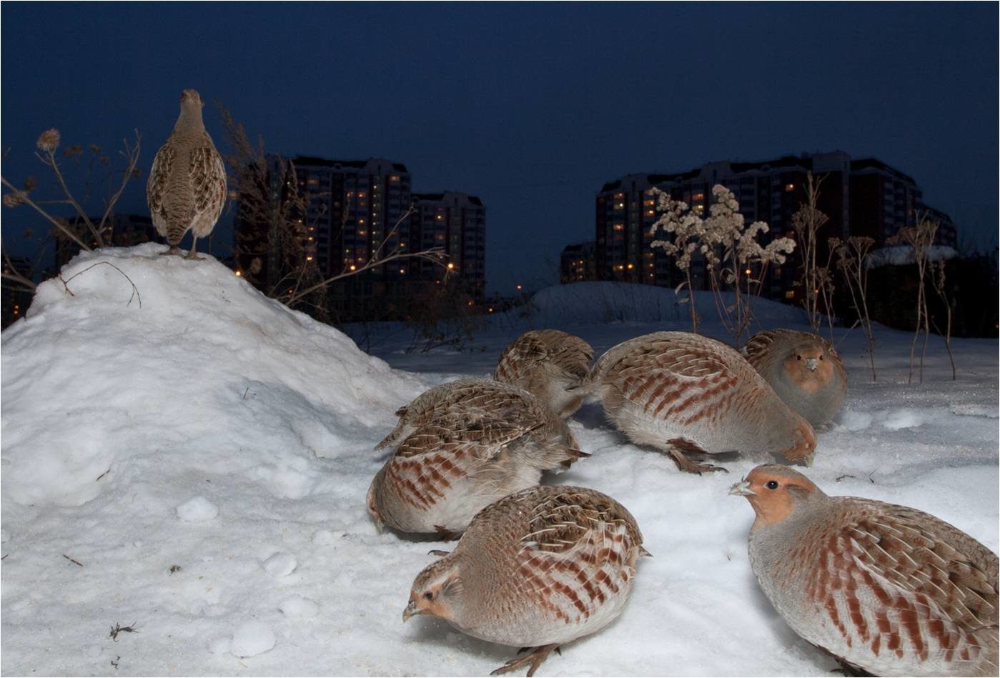 Познавательная программа «Международный день птиц» – события на сайте «Московские Сезоны»