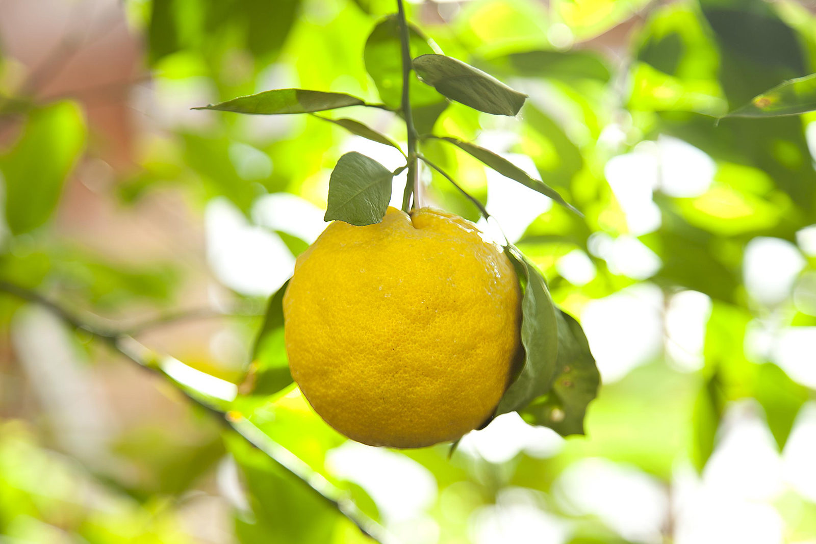 «Цитрусовый фреш» в музее-заповеднике «Царицыно» – события на сайте «Московские Сезоны»