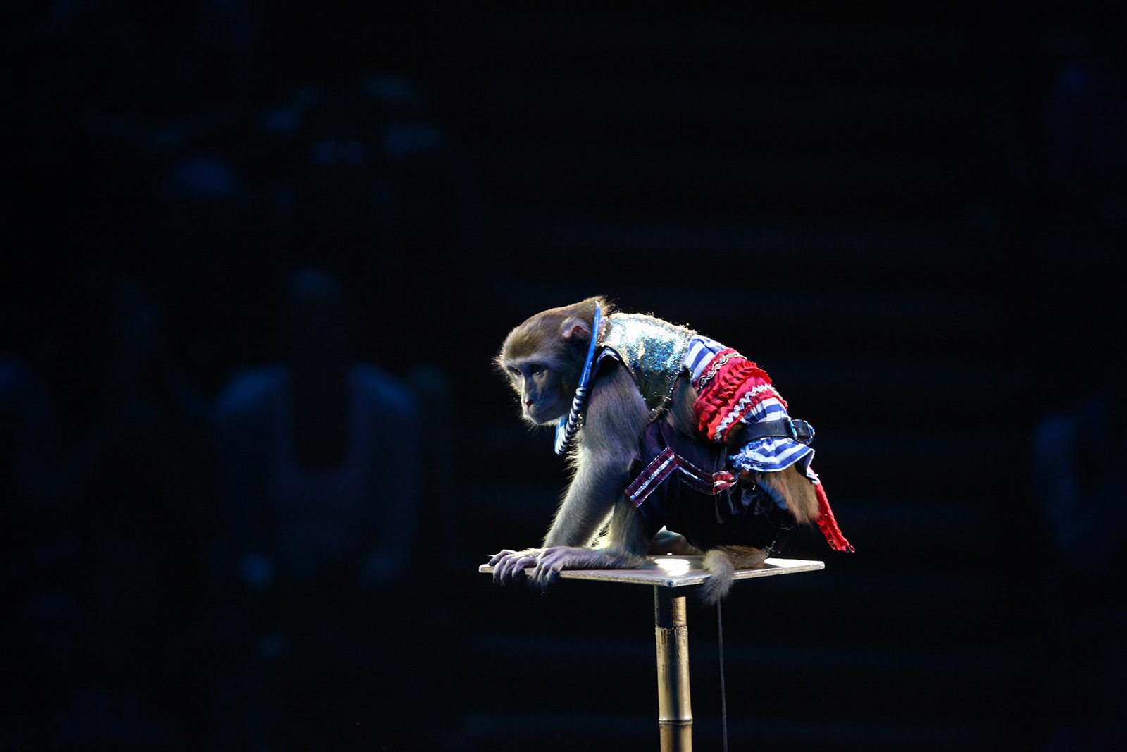 Шоу обезьян в Московском театре иллюзии – события на сайте «Московские Сезоны»