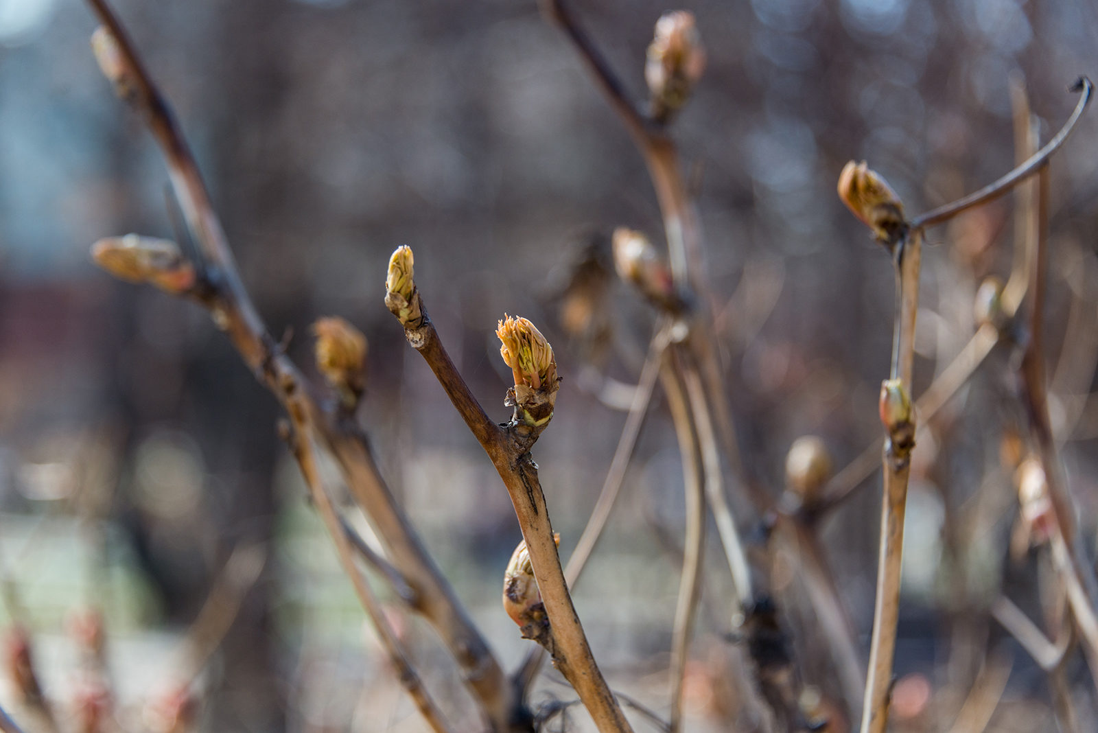 Субботник в парке «Кузьминки» – события на сайте «Московские Сезоны»