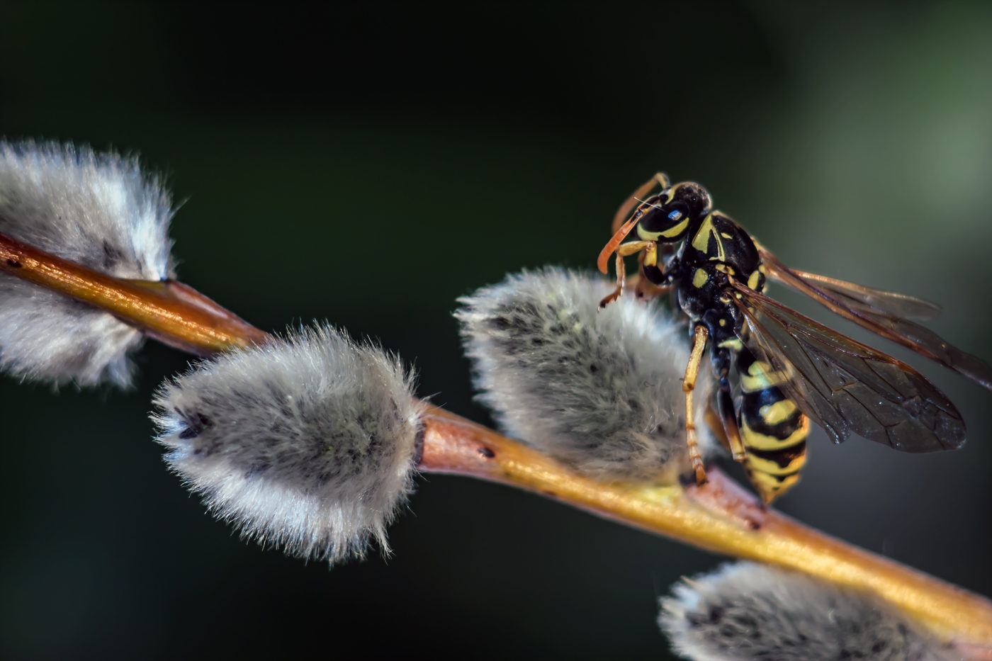 «Весеннее пробуждение насекомых»: обучающее занятие в экоцентре «Конный двор» – события на сайте «Московские Сезоны»