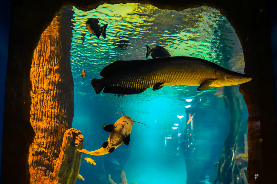 Фестиваль сказок в «Москвариуме»: день шестой – события на сайте «Московские Сезоны»