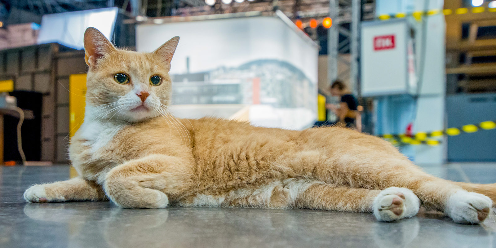 «Библионочь-2019» «В поисках животных» в библиотеке № 236 – события на сайте «Московские Сезоны»