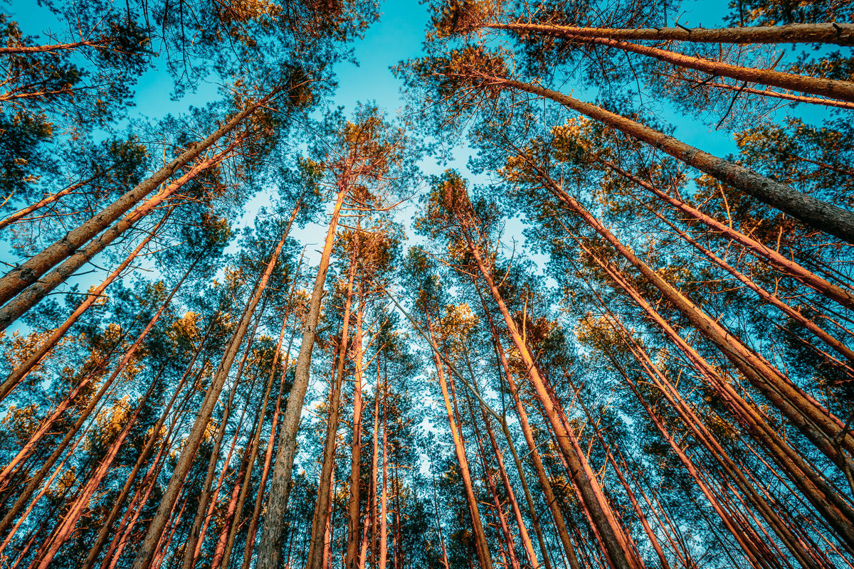 Квест «Деревья - людям» в в экоцентре «Скворечник» – события на сайте «Московские Сезоны»