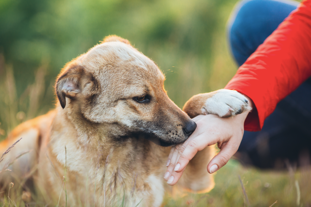 Тренировки от кинологов на Тверском бульваре – события на сайте «Московские Сезоны»