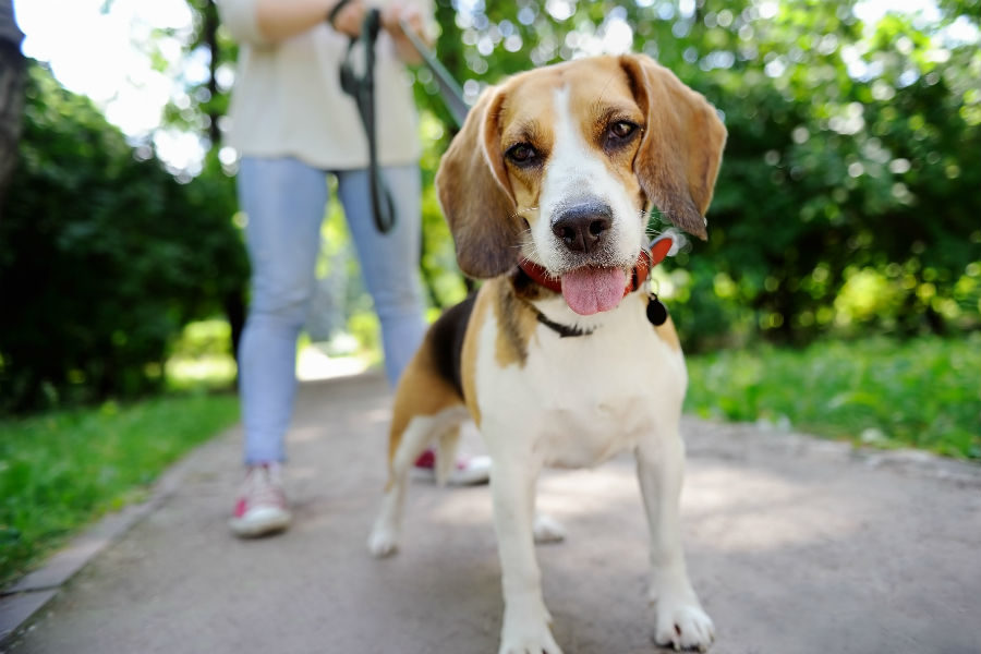 «Пиратский плоггинг» в Кусковском лесопарке – события на сайте «Московские Сезоны»