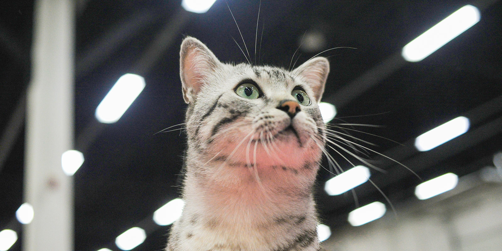 «Ночь в музее 2019»: «Путешествие в волшебный мир кошек» в Театре кошек Куклачева – события на сайте «Московские Сезоны»