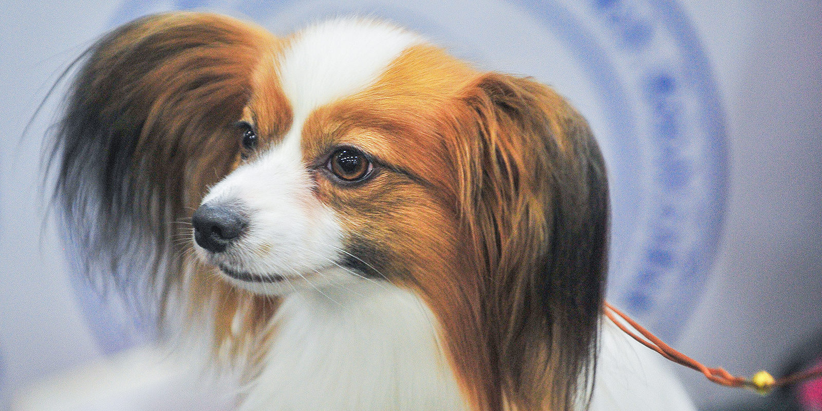 «Ночь в музее 2019»: экскурсии в Музее собаки – события на сайте «Московские Сезоны»