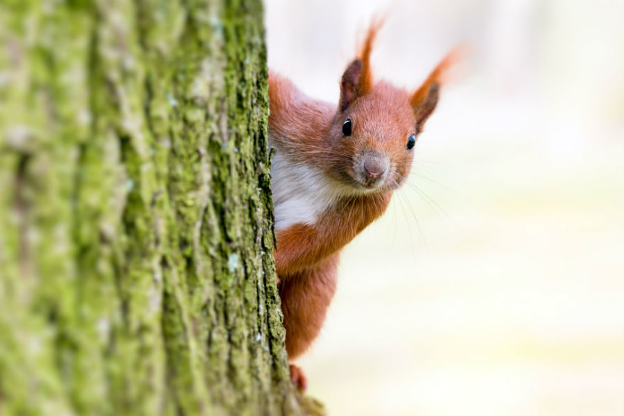Квест «Найди пушистый след» в парке «Долина реки Сетунь» – события на сайте «Московские Сезоны»