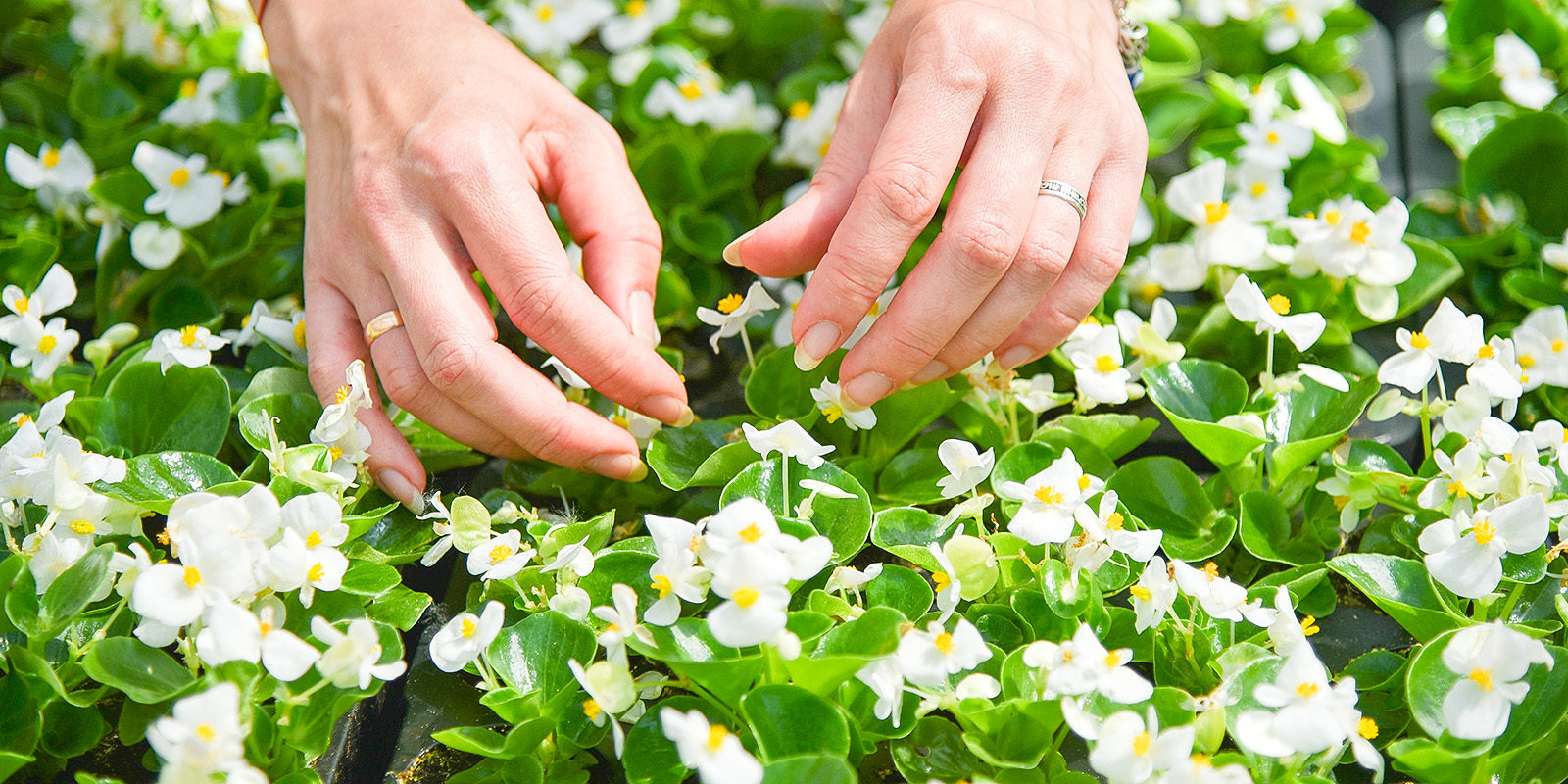 Фестиваль «Зеленый друг» в саду имени Баумана – события на сайте «Московские Сезоны»