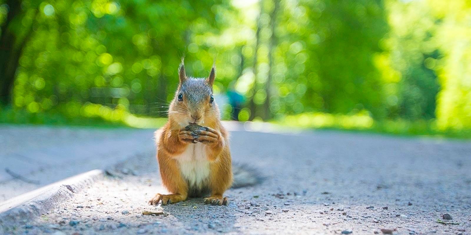 «Про тех, кто растет и бегает» в музее-заповеднике «Царицыно» – события на сайте «Московские Сезоны»