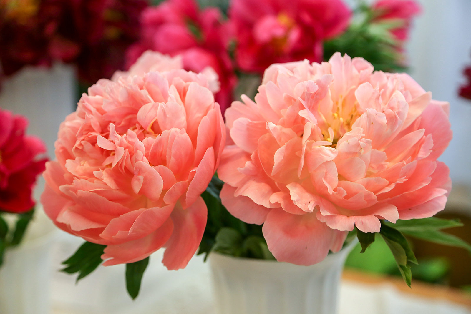 Выставки пионов в Биологическом музее – события на сайте «Московские Сезоны»