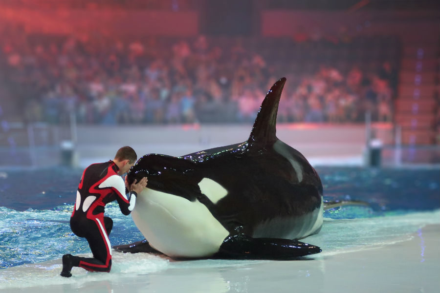 Мюзикл «Сон в летнюю ночь» на водной сцене «Москвариума» – события на сайте «Московские Сезоны»