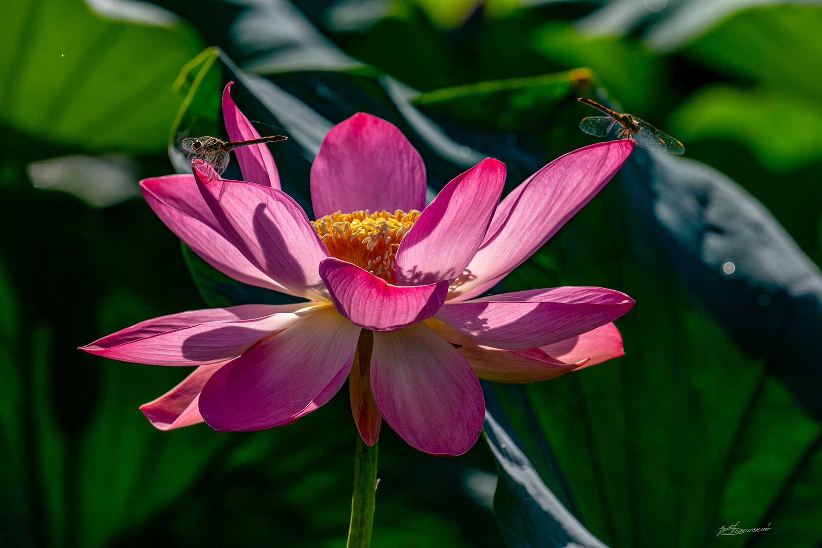 «Сто лет сохраняя будущее» в Дарвиновском музее – события на сайте «Московские Сезоны»