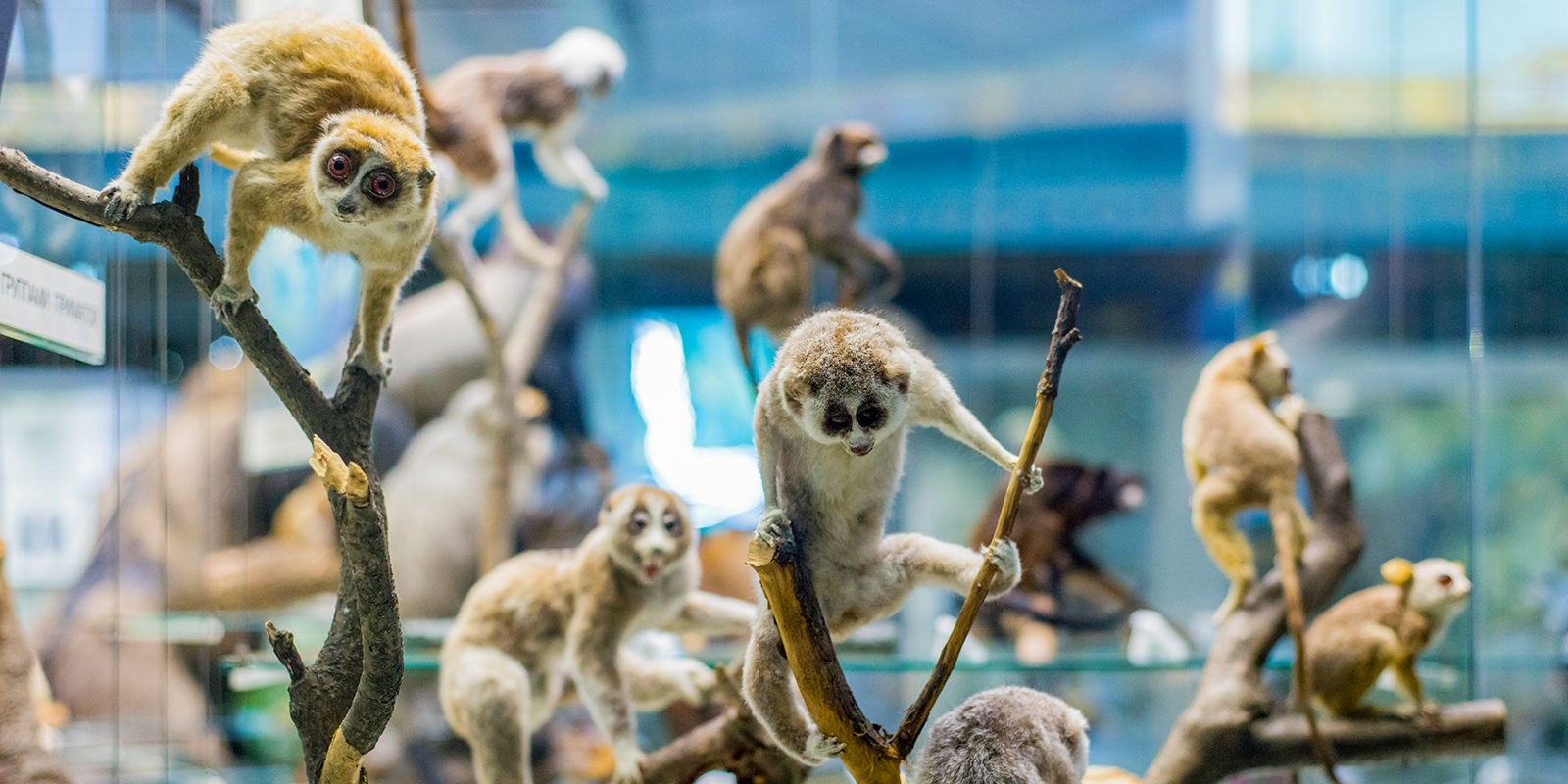 «Усачи-бородачи» в парке Дарвиновском музее – события на сайте «Московские Сезоны»