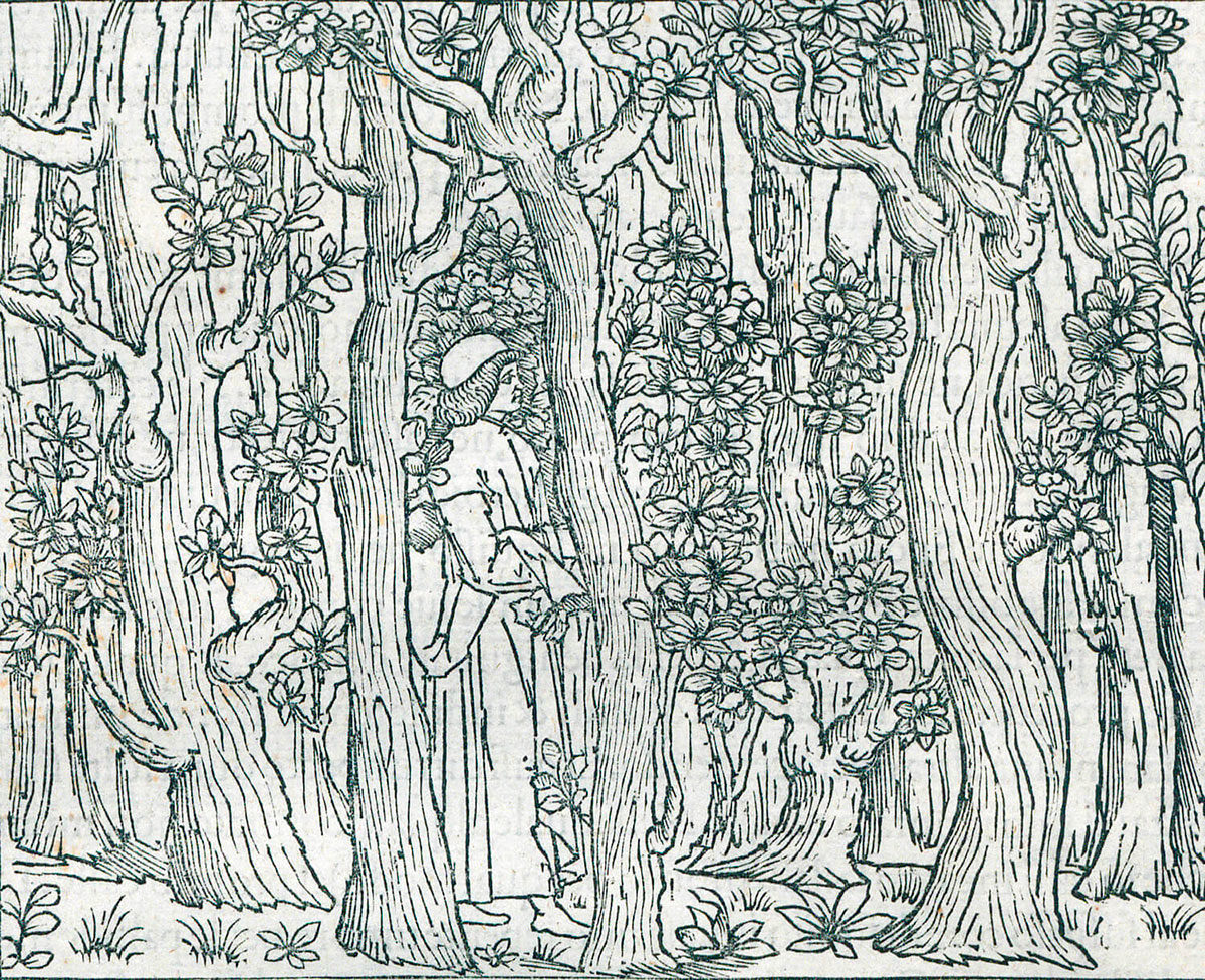 Лекция «Гипнэротомахия: сон о грядущем Ренессансе» в Российской государственной библиотеке – события на сайте «Московские Сезоны»