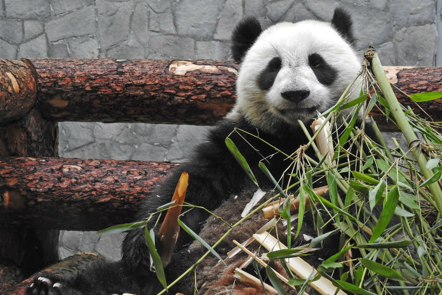 Выходные с пандами Жуи и Диндин в Московском зоопарке – события на сайте «Московские Сезоны»
