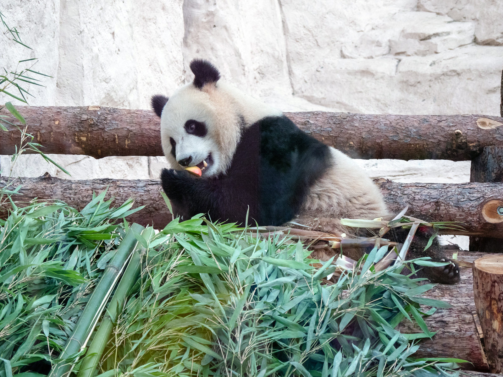 «Привет, панды» в Московском зоопарке – события на сайте «Московские Сезоны»