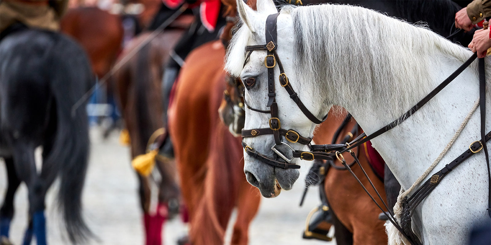 Выступление всадников Кремлевской школы верховой езды в парке у прудов «Радуга» – события на сайте «Московские Сезоны»
