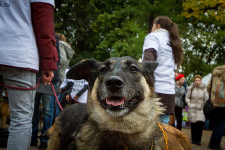 Акция «Хочешь, пёс, я тебя поцелую…» – события на сайте «Московские Сезоны»