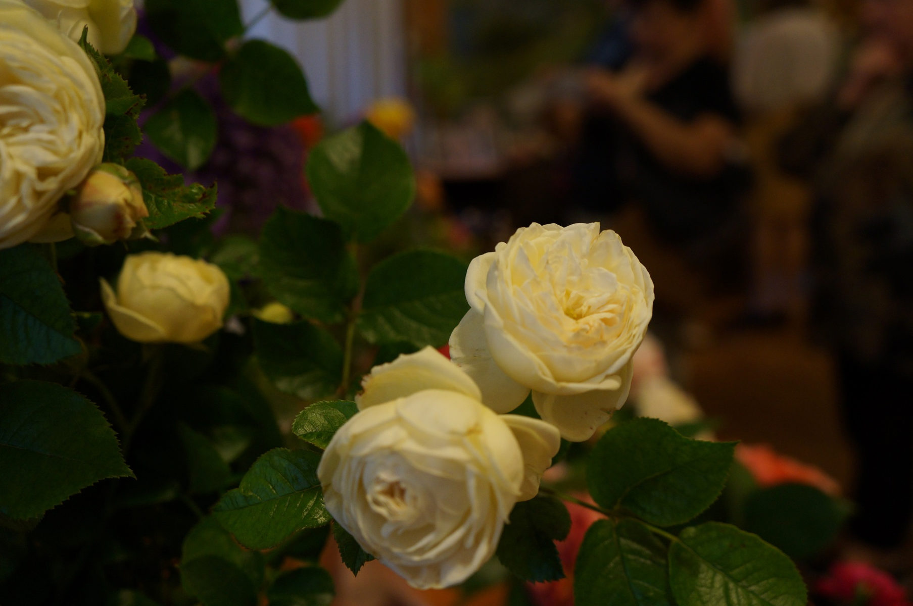 Цветочная выставка «Розы» в Биологическом музее им. К. А. Тимирязева – события на сайте «Московские Сезоны»