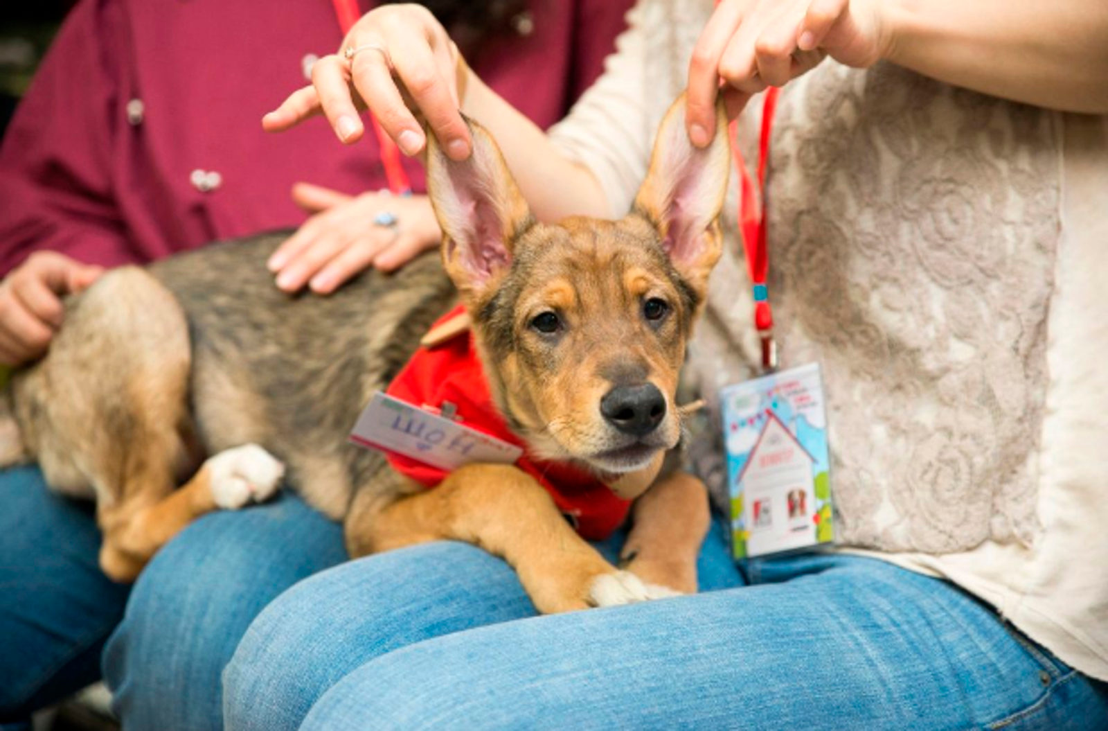 Школа зооволонтера в Бабушкинском парке – события на сайте «Московские Сезоны»