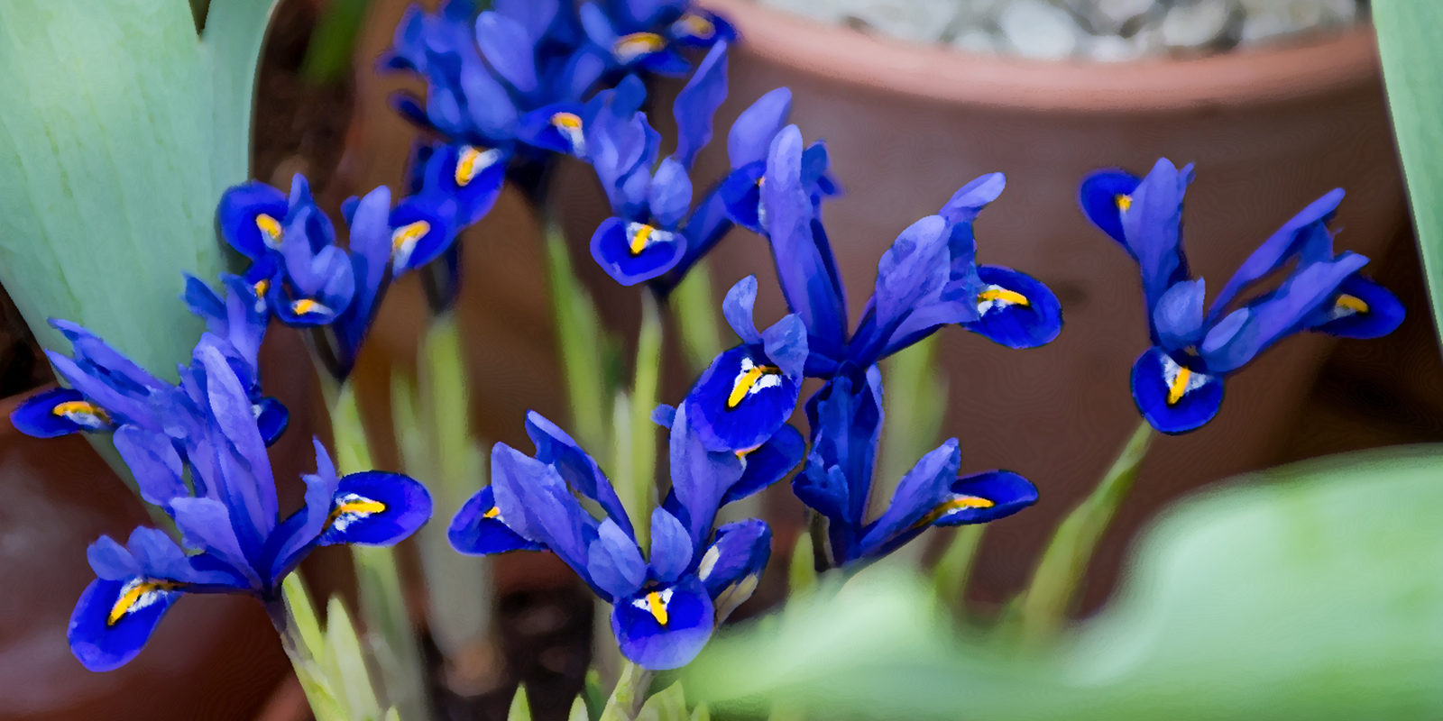 «Ирисы безбородые: японские (хана-шобу), ирисы спуриа и другие» в Биологическом музее – события на сайте «Московские Сезоны»