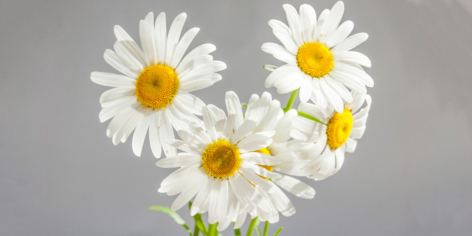 «Любит не любит» в культурном центре «Москворечье» – события на сайте «Московские Сезоны»