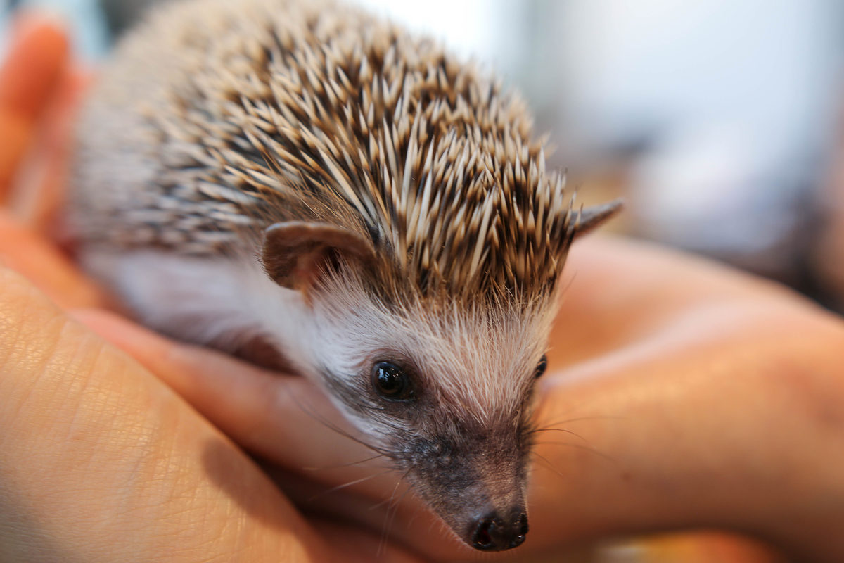 Интеллектуальный интенсив «Путешествуем с героями Евгения Чарушина» в ДК «Пересвет» – события на сайте «Московские Сезоны»